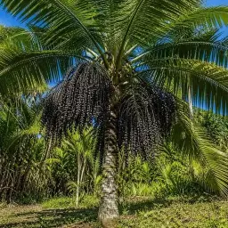 Açaí