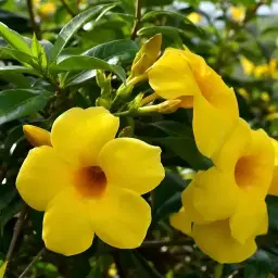 Alamanda-Amarela