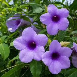 Allamanda-Roxa