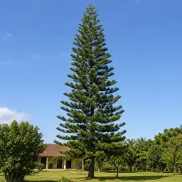 Araucária Excelsa