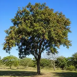 Aroeira-Pimenteira
