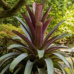 Bromélia Imperial