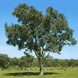 Cabreúva-Vermelha