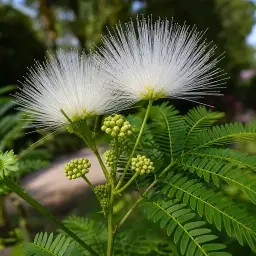 Caliandra-Branca