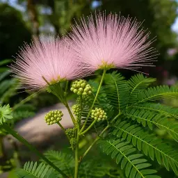 Caliandra-Rosa