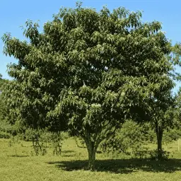 Capororoca