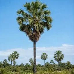 Carnaúba