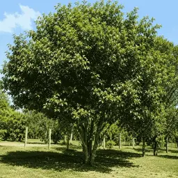Carobinha