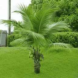 Coqueiro Anão