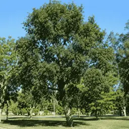 Corticeira-da-Serra