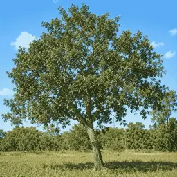 Corticeira-do-Banhado