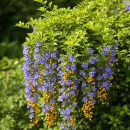 Duranta