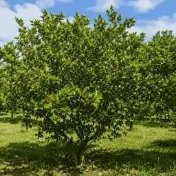 Fruta do Milagre