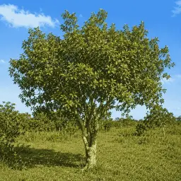 Gabiroba
