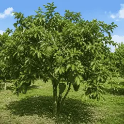 Graviola