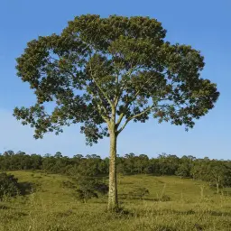 Guapuruvu