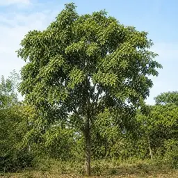 Guariroba