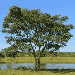 Ingá-do-Brejo