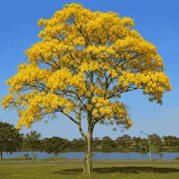 Ipê-Amarelo