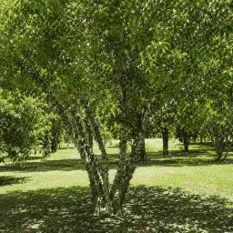 Jabuticaba Sabará