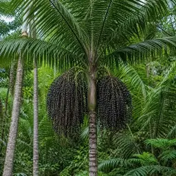 Juçara