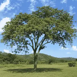 Mulungu