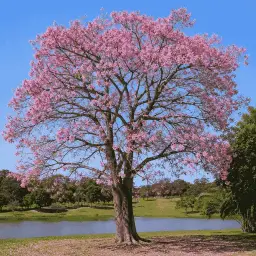 Paineira