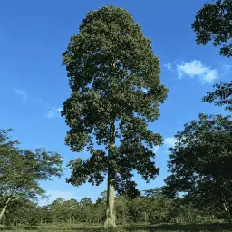 Pau-Rei