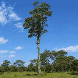 Peroba-Rosa