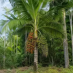Pupunha