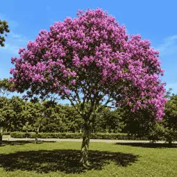 Quaresmeira-Roxa/Rosa